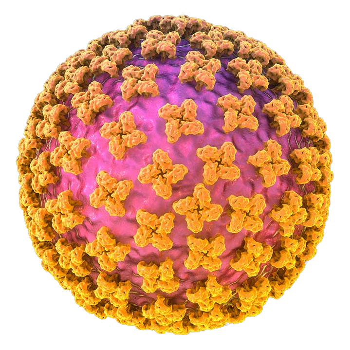 Andes hantavirus particle, 3D rendering